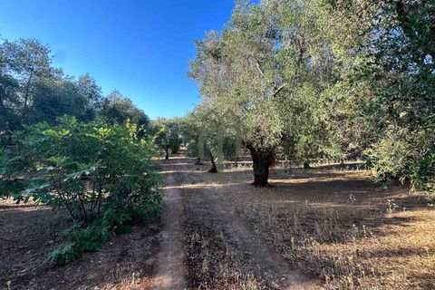 Ruïna a Ostuni, Brindisi, Ostuni - € 43.000 | Ref: Lamia Vite - foto 18